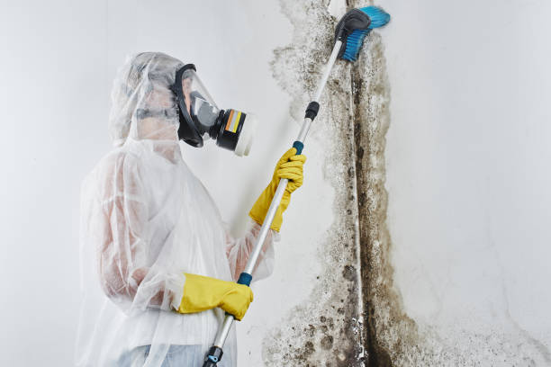 Best Same-Day Mold Removal  in San Jose, CA