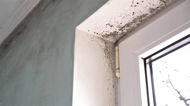 Best Attic Mold Removal  in San Jose, CA