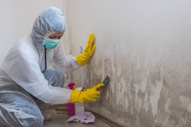Best Same-Day Mold Removal  in San Jose, CA