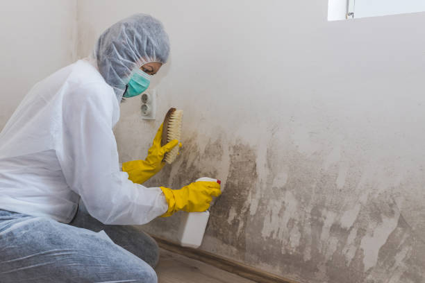 Best Mold Testing  in San Jose, CA
