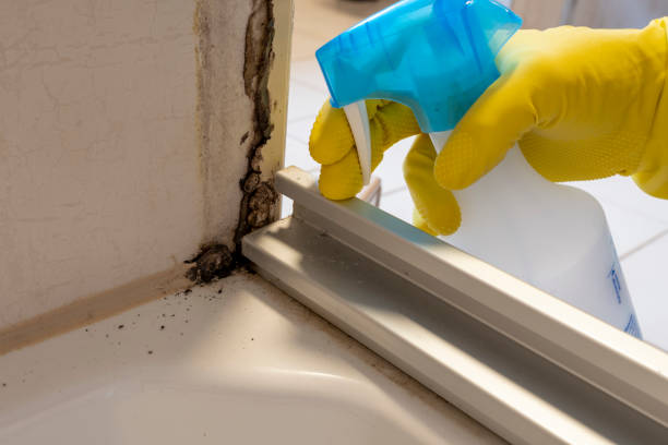 Best Residential Mold Removal  in San Jose, CA