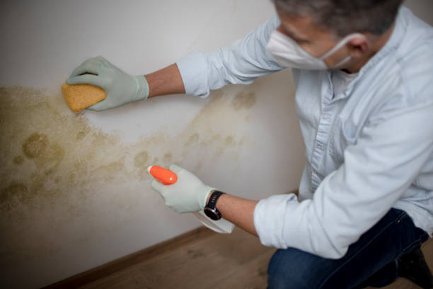 Best Mold Removal Company Near Me  in San Jose, CA