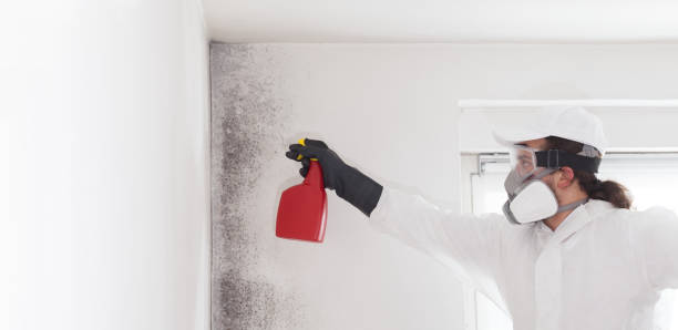 Office Mold Removal Services in San Jose, CA