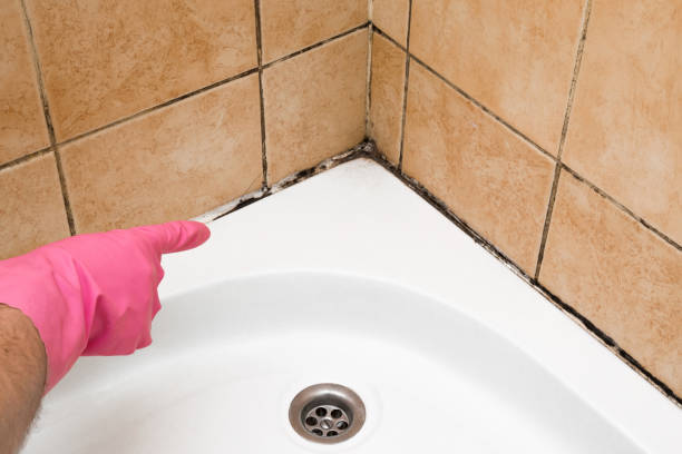 Best Black Mold Removal  in San Jose, CA